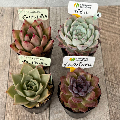 6-seedling set (Chanhee Farm) [Tawawa House seedlings]
