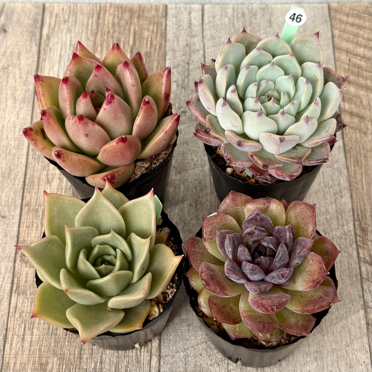 6-seedling set (Chanhee Farm) [Tawawa House seedlings]