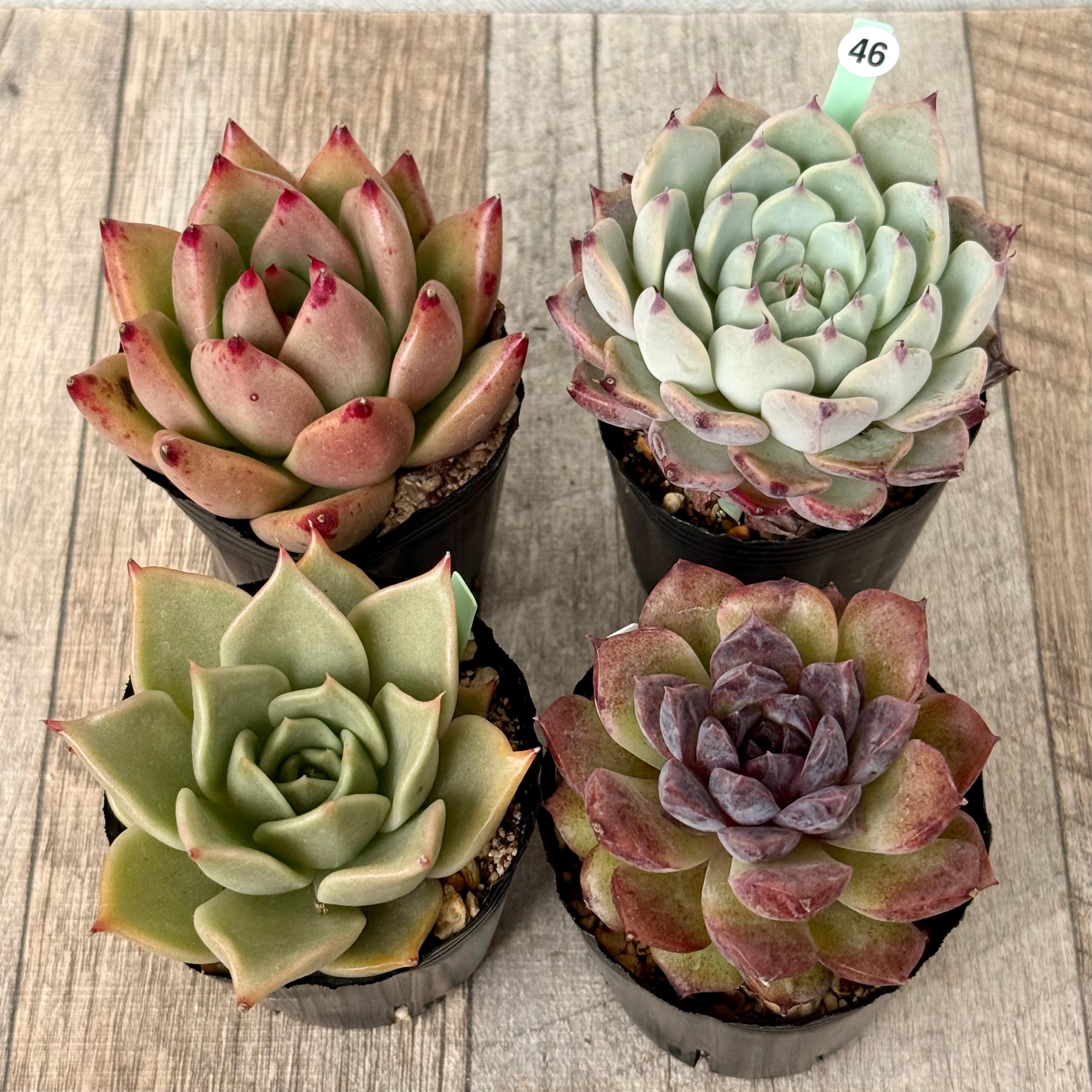 6-seedling set (Chanhee Farm) [Tawawa House seedlings]