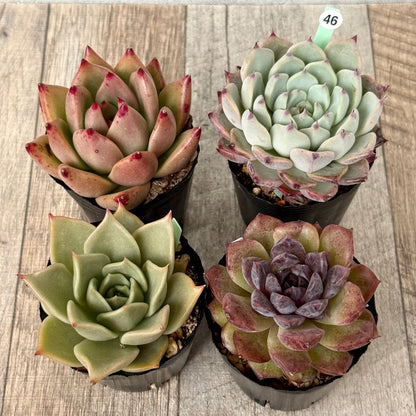 6-seedling set (Chanhee Farm) [Tawawa House seedlings]