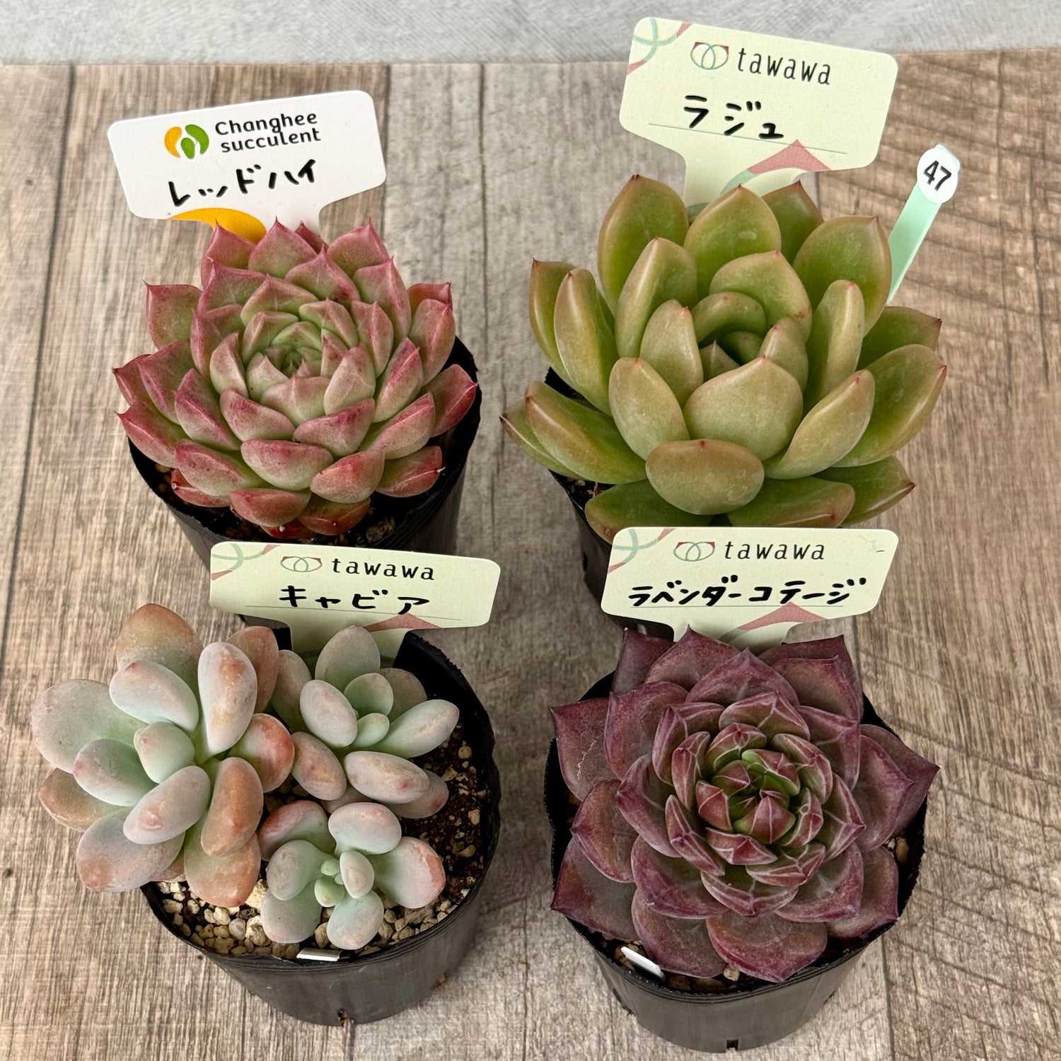 6-seedling set (Chanhee Farm) [Tawawa House seedlings]