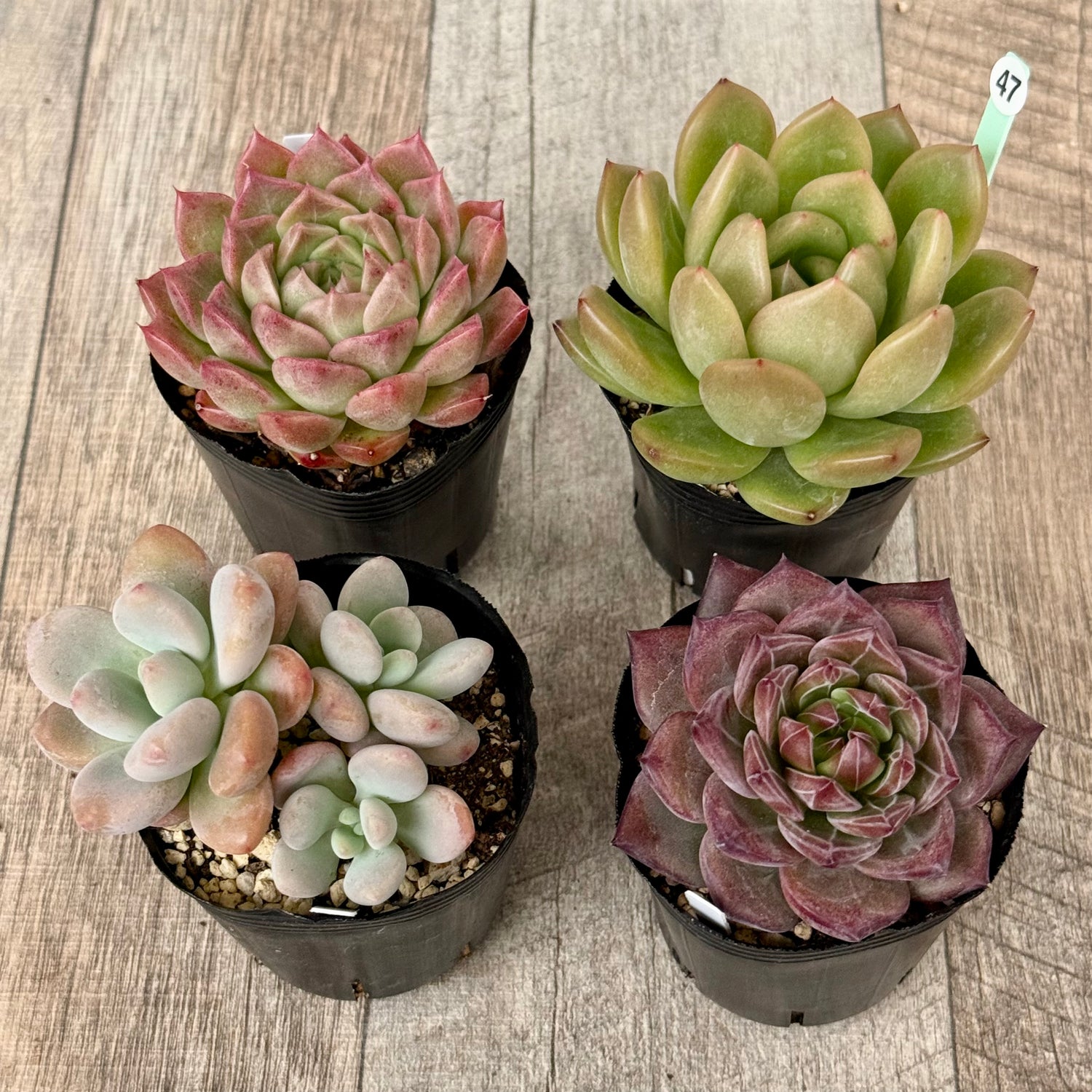 6-seedling set (Chanhee Farm) [Tawawa House seedlings]