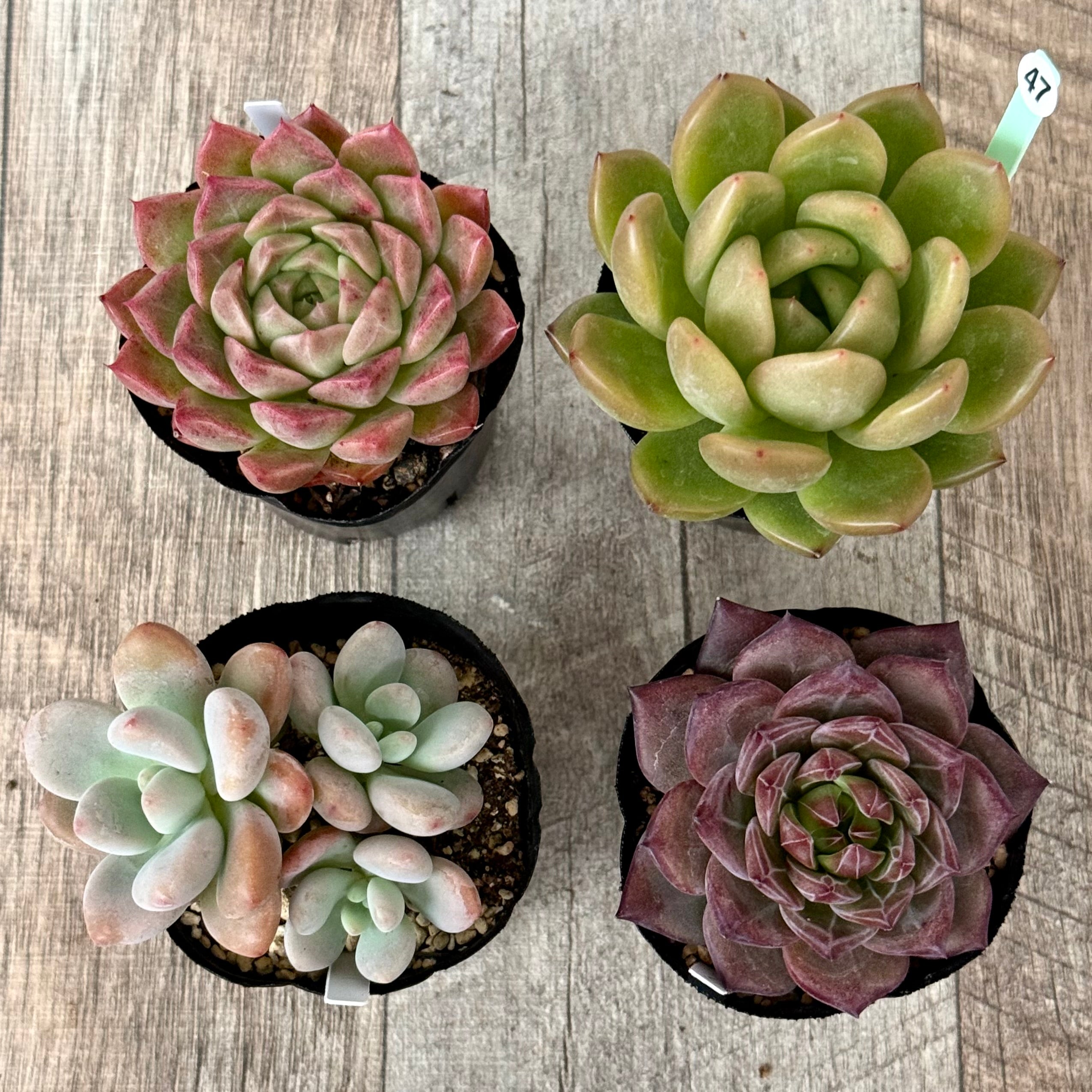 6-seedling set (Chanhee Farm) [Tawawa House seedlings]
