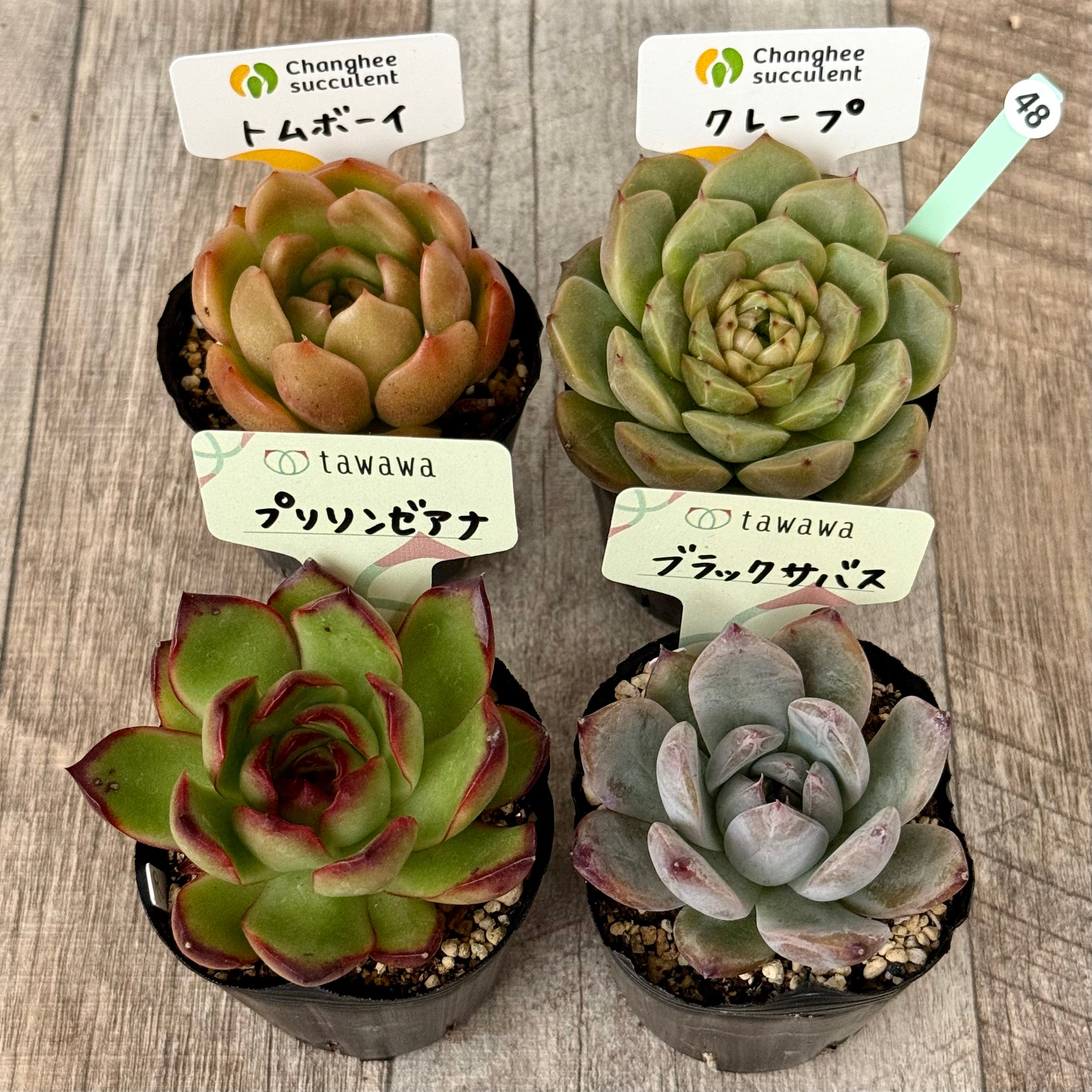 6-seedling set (Chanhee Farm) [Tawawa House seedlings]