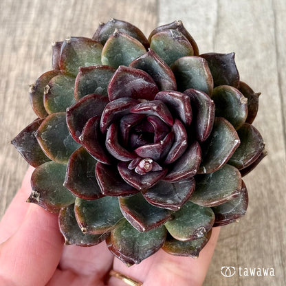 ＊新入荷＊　ブラックホール（チャンヒー農園苗）