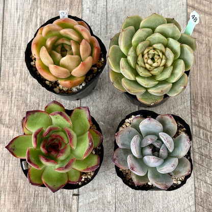 6-seedling set (Chanhee Farm) [Tawawa House seedlings]
