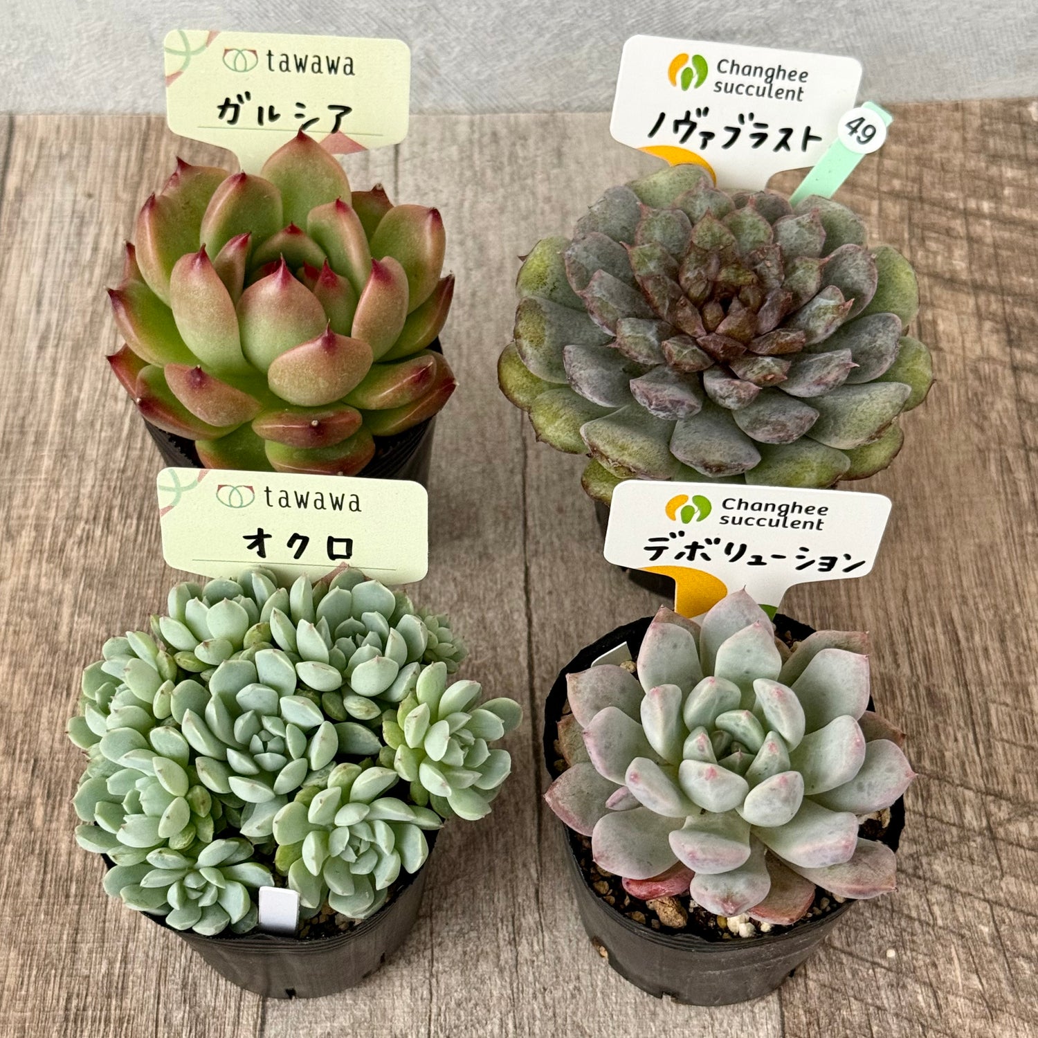 6-seedling set (Chanhee Farm) [Tawawa House seedlings]