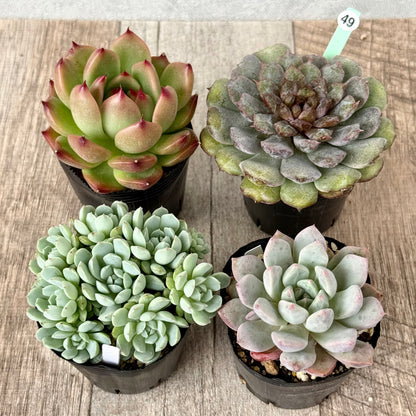 6-seedling set (Chanhee Farm) [Tawawa House seedlings]
