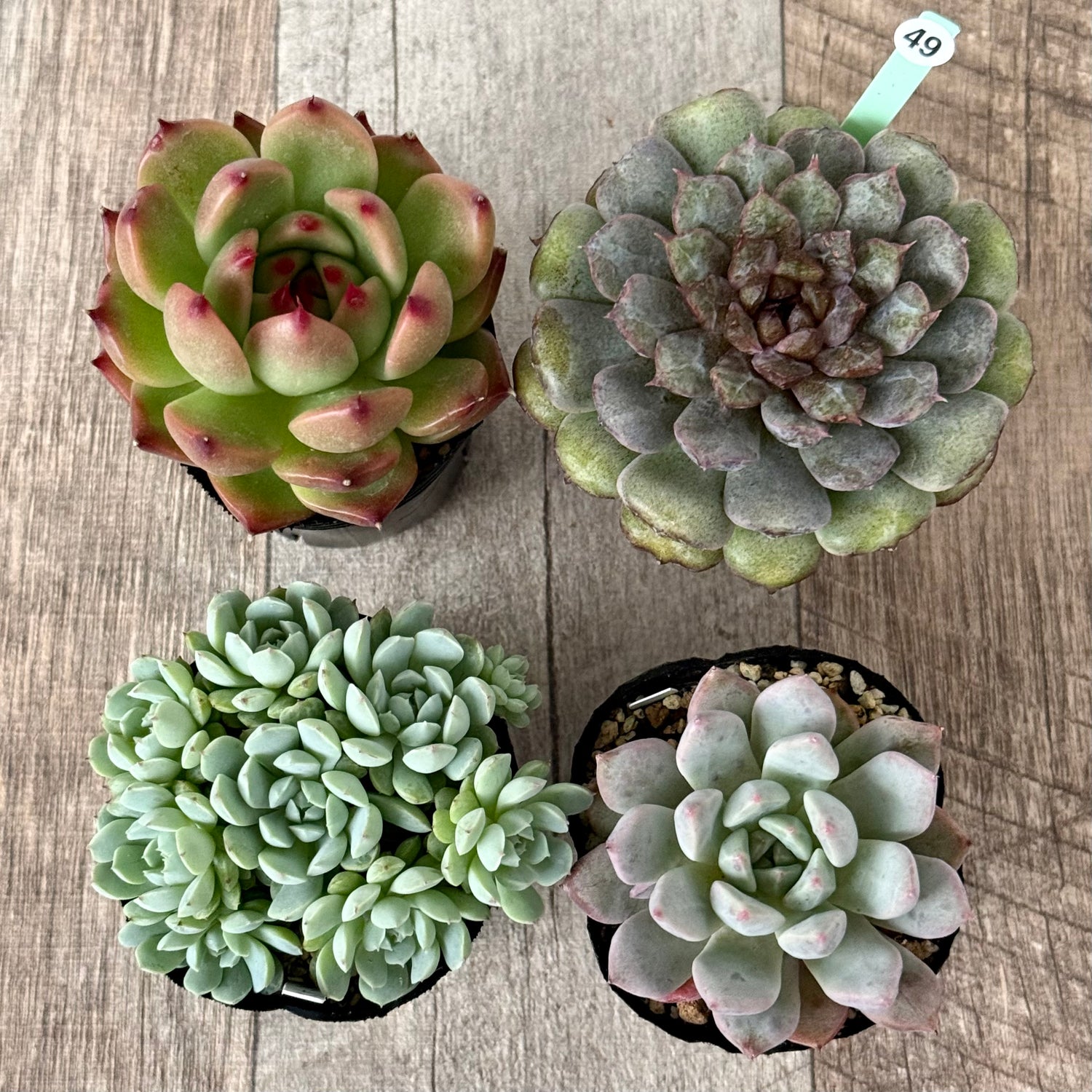 6-seedling set (Chanhee Farm) [Tawawa House seedlings]