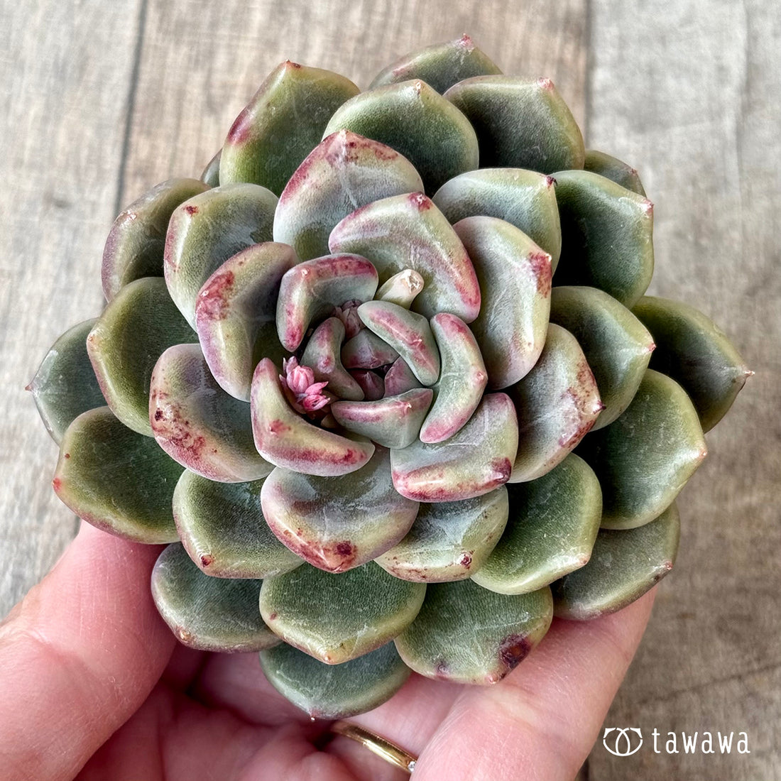 ＊新入荷＊　クラッシュ（チャンヒー農園苗）