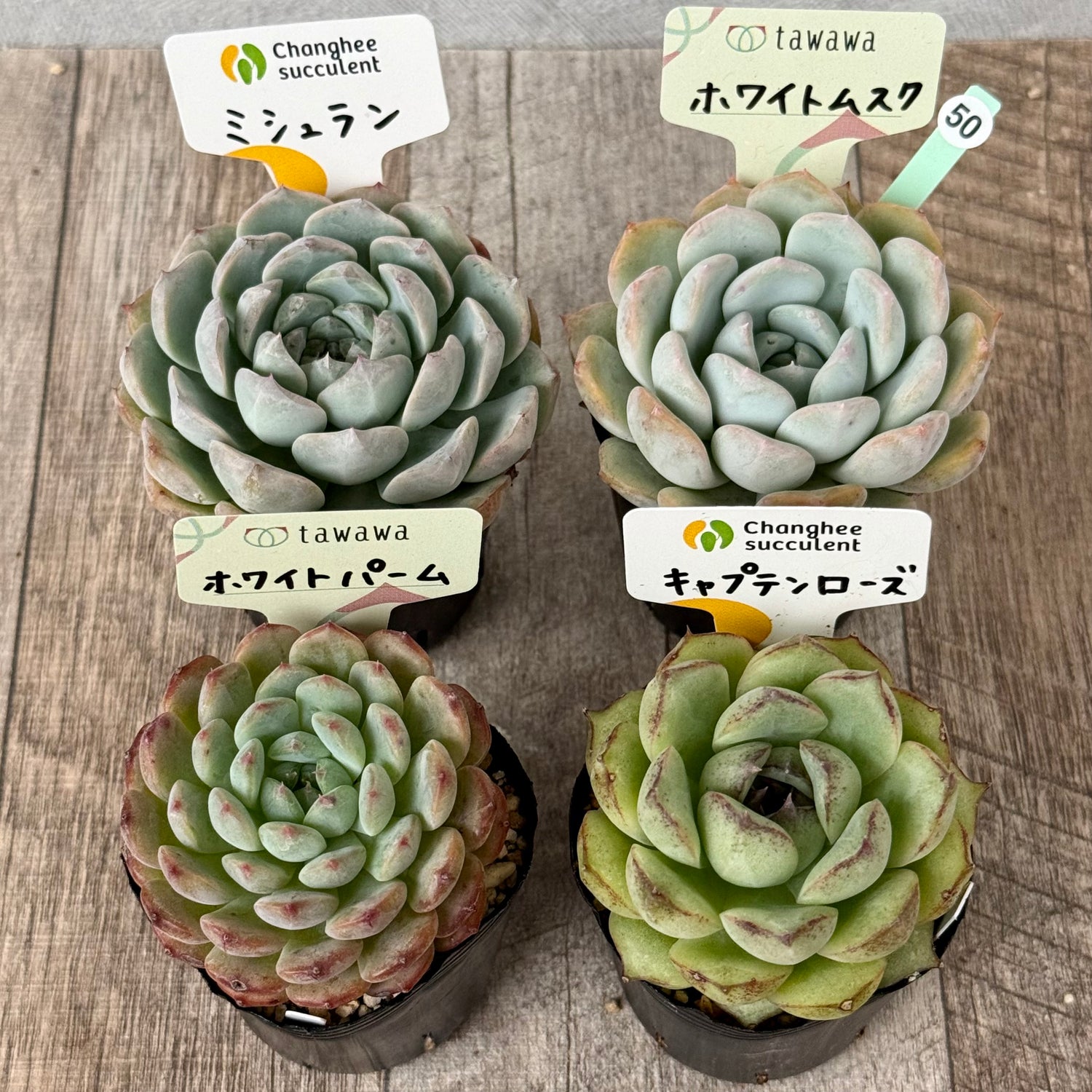 6-seedling set (Chanhee Farm) [Tawawa House seedlings]