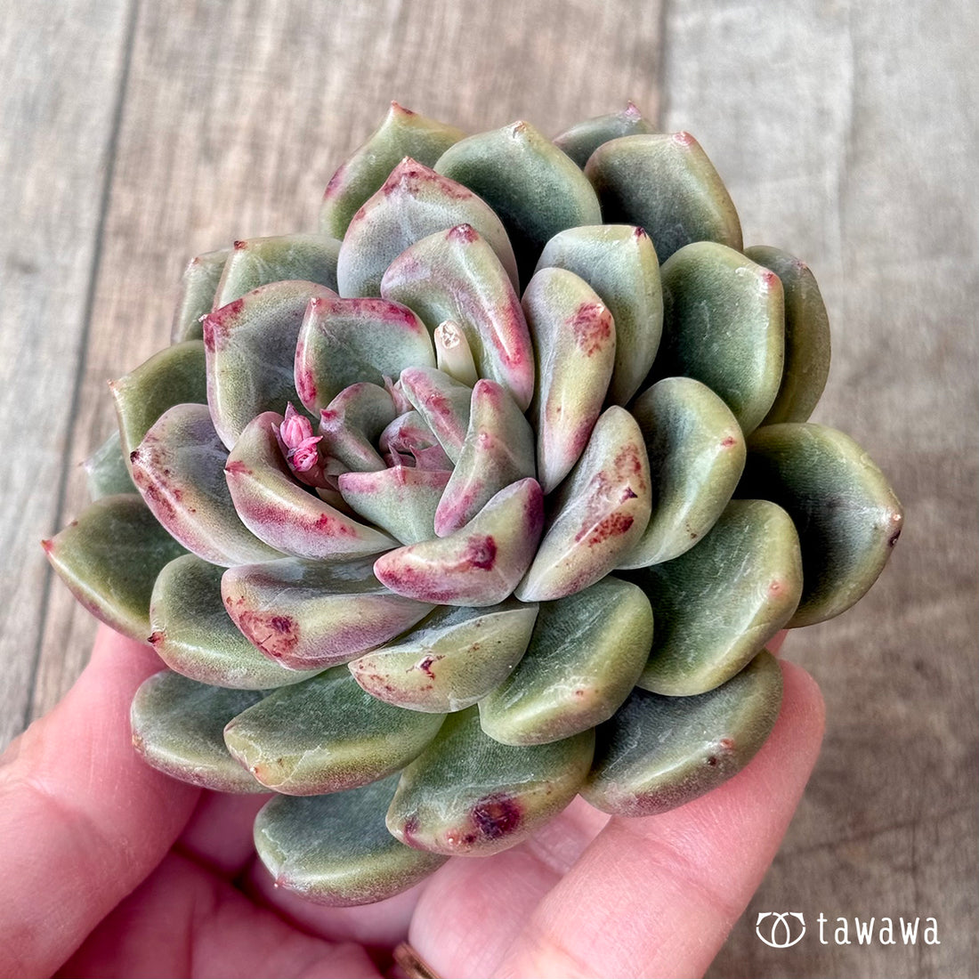 ＊新入荷＊　クラッシュ（チャンヒー農園苗）