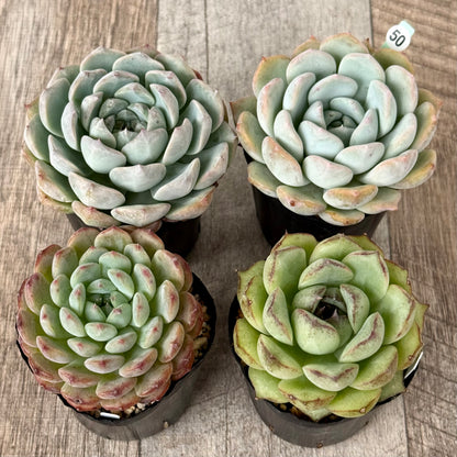 6-seedling set (Chanhee Farm) [Tawawa House seedlings]