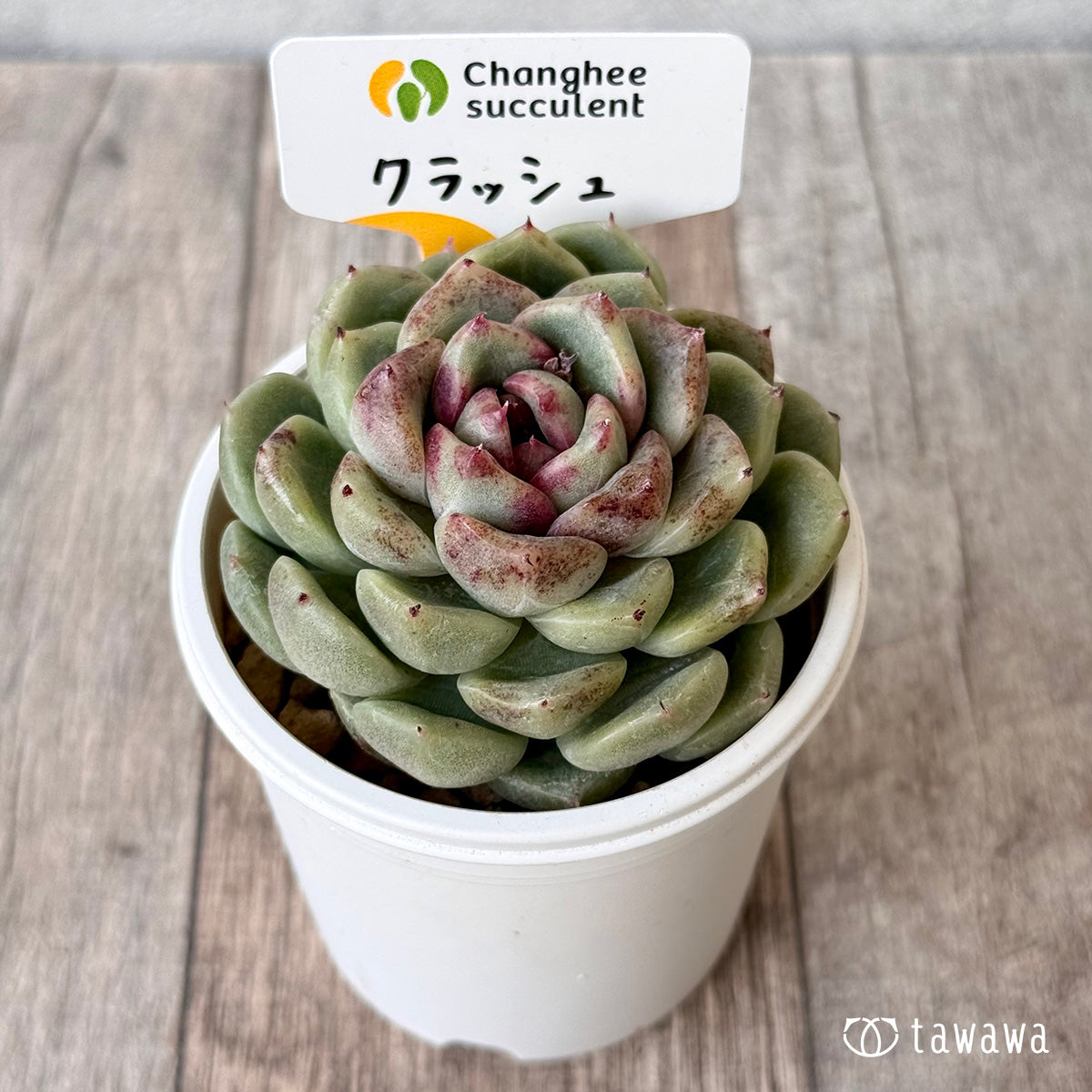 クラッシュ（チャンヒー農園苗）