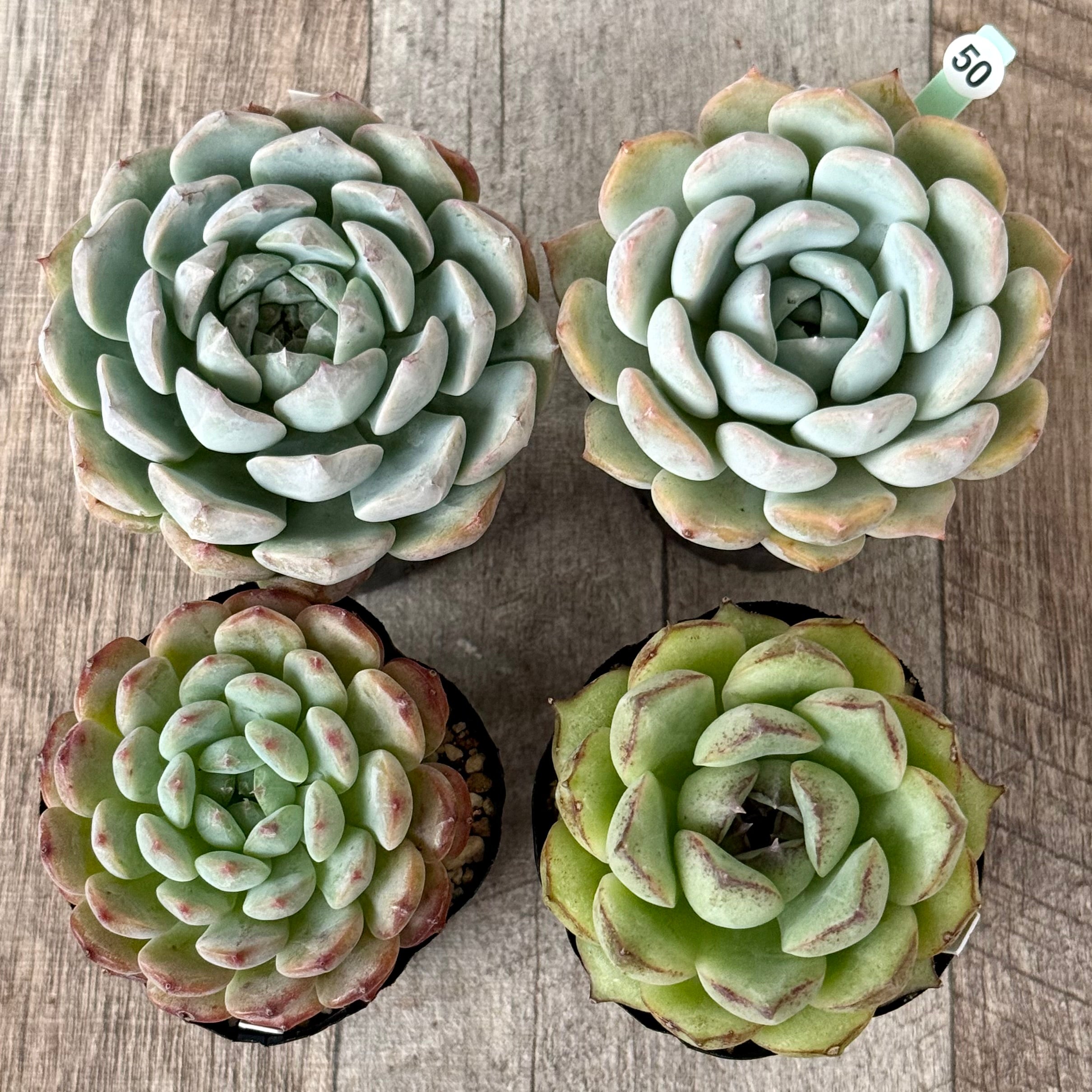6-seedling set (Chanhee Farm) [Tawawa House seedlings]