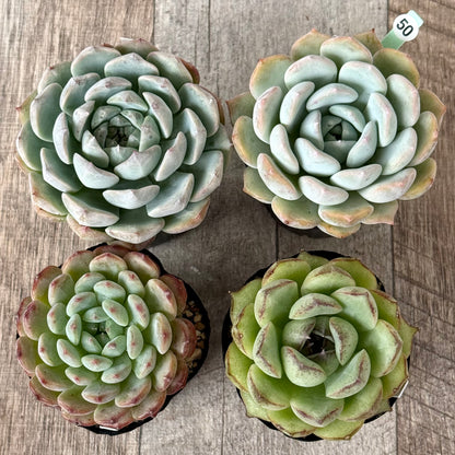 6-seedling set (Chanhee Farm) [Tawawa House seedlings]