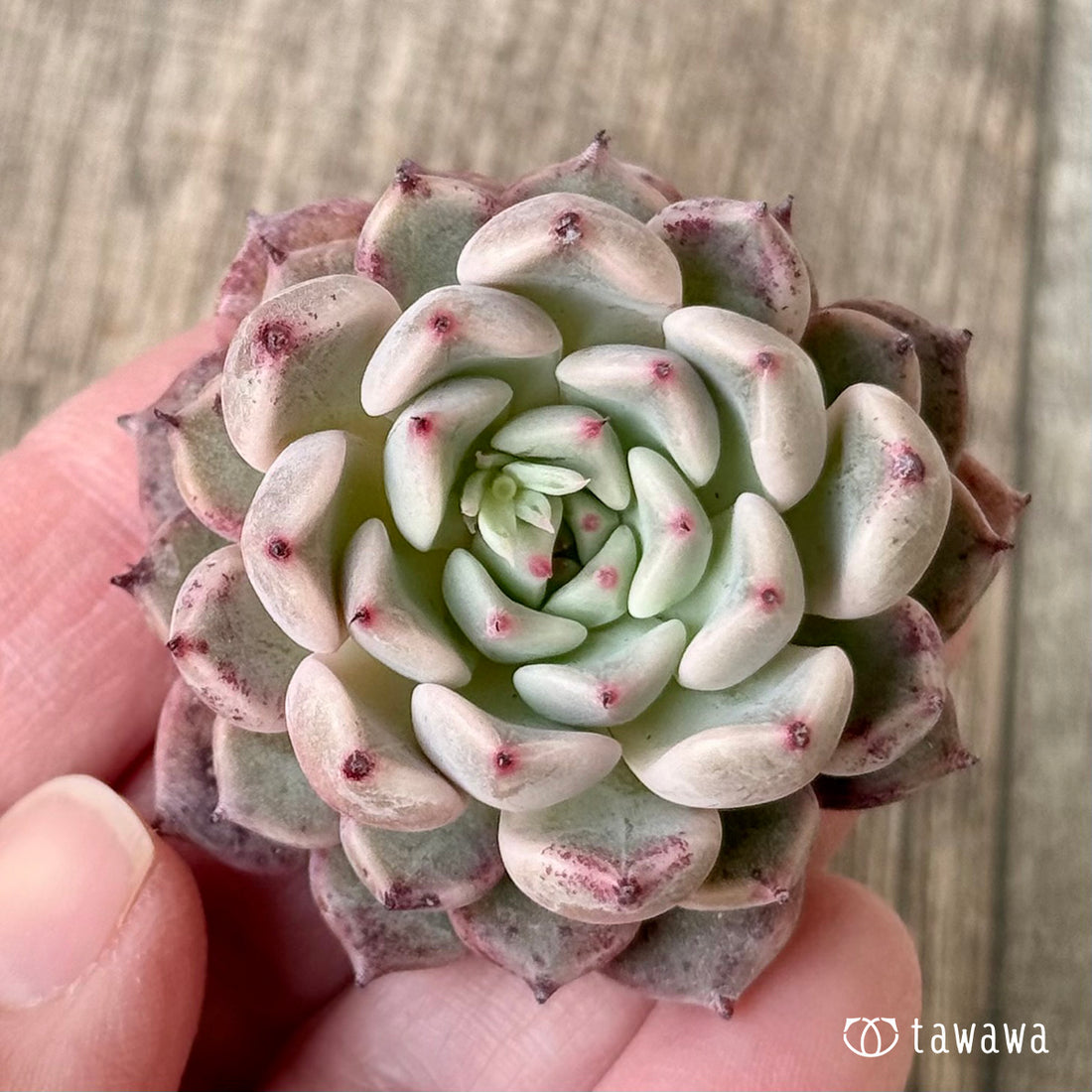 ＊新入荷＊　コアルビー（チャンヒー農園苗）