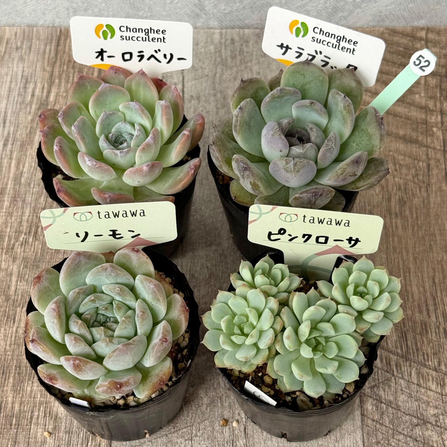 6-seedling set (Chanhee Farm) [Tawawa House seedlings]