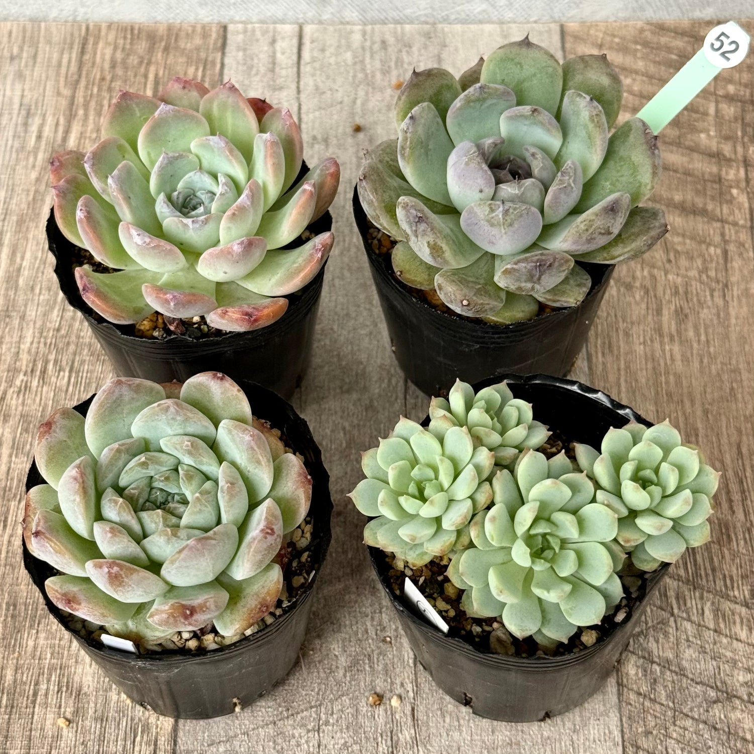 6-seedling set (Chanhee Farm) [Tawawa House seedlings]