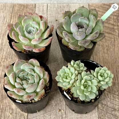 6-seedling set (Chanhee Farm) [Tawawa House seedlings]