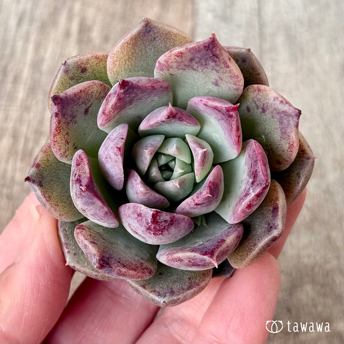 コリナ スペシャル（チャンヒー農園苗）