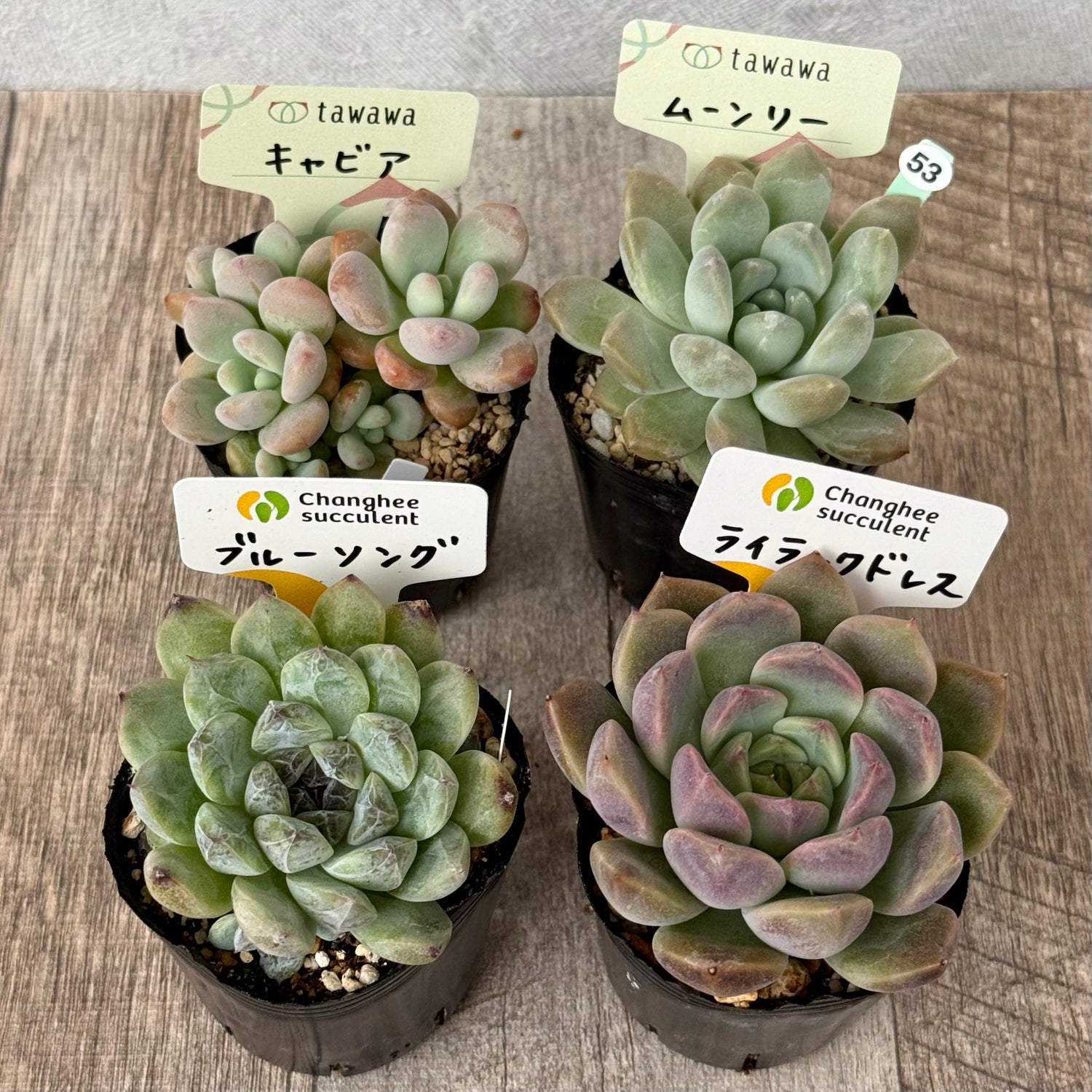 6-seedling set (Chanhee Farm) [Tawawa House seedlings]