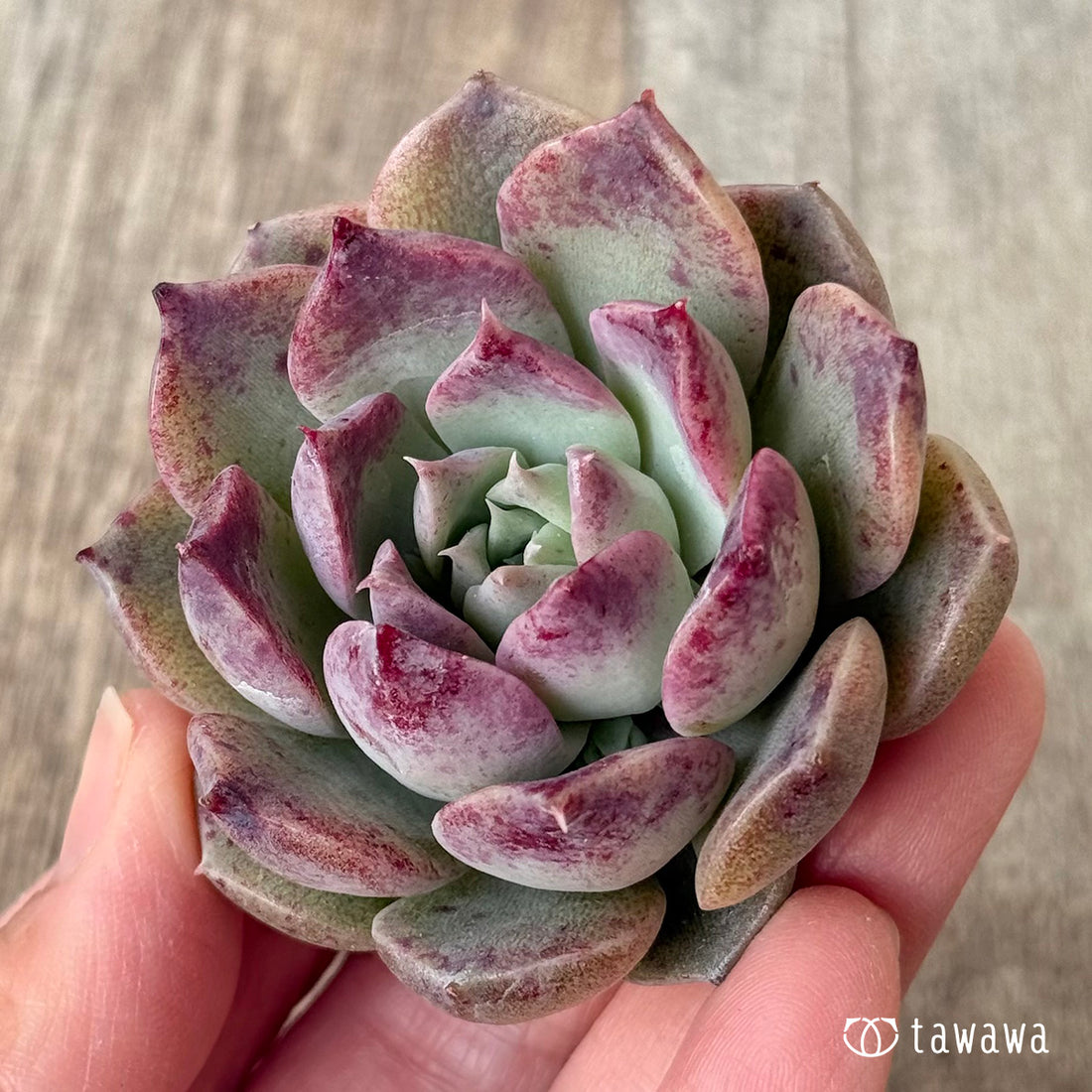 コリナ スペシャル（チャンヒー農園苗）