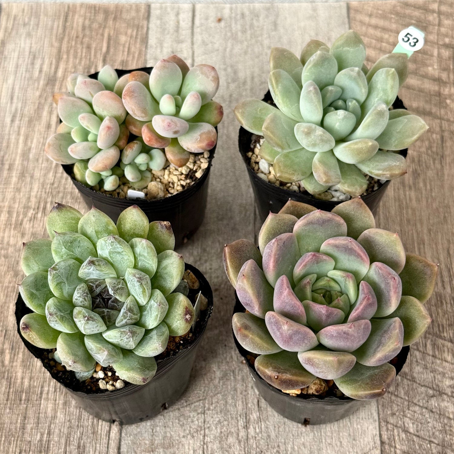 6-seedling set (Chanhee Farm) [Tawawa House seedlings]