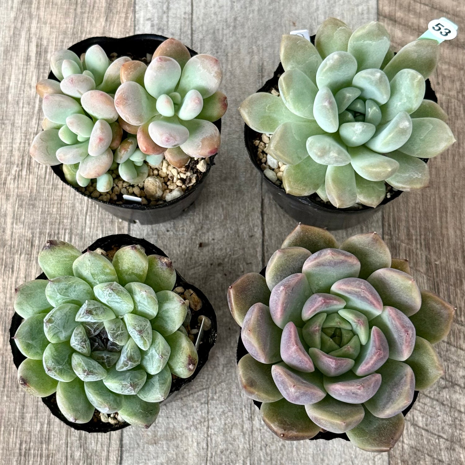 6-seedling set (Chanhee Farm) [Tawawa House seedlings]