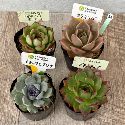 6-seedling set (Chanhee Farm) [Tawawa House seedlings]