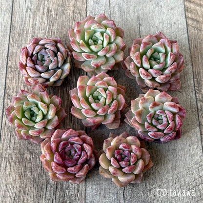 New Arrivals: Ice Green