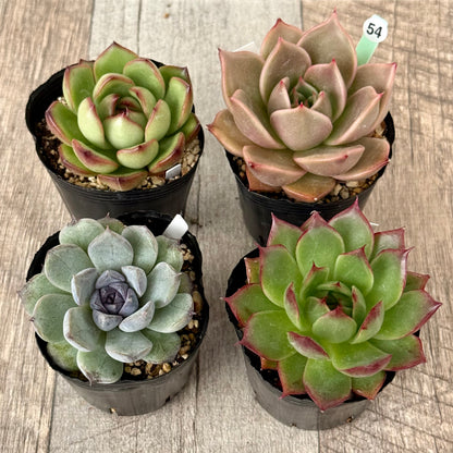 6-seedling set (Chanhee Farm) [Tawawa House seedlings]