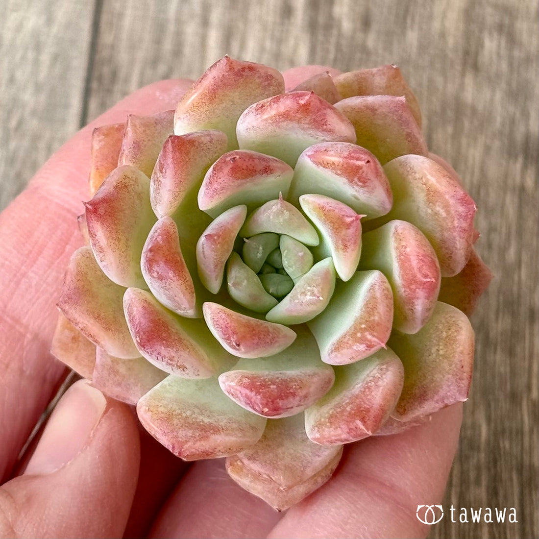 New Arrivals: Ice Green