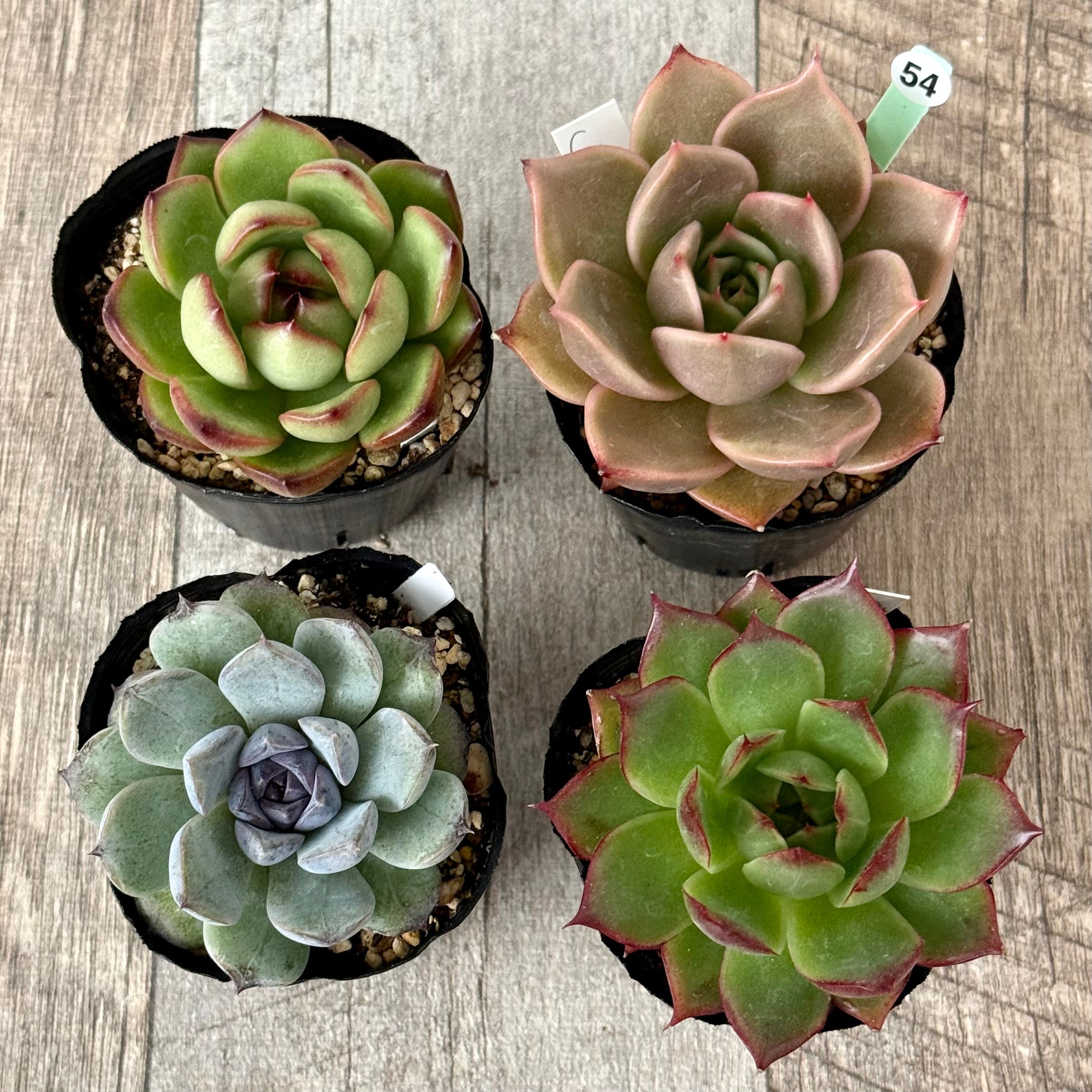 6-seedling set (Chanhee Farm) [Tawawa House seedlings]