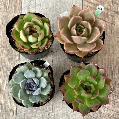 6-seedling set (Chanhee Farm) [Tawawa House seedlings]