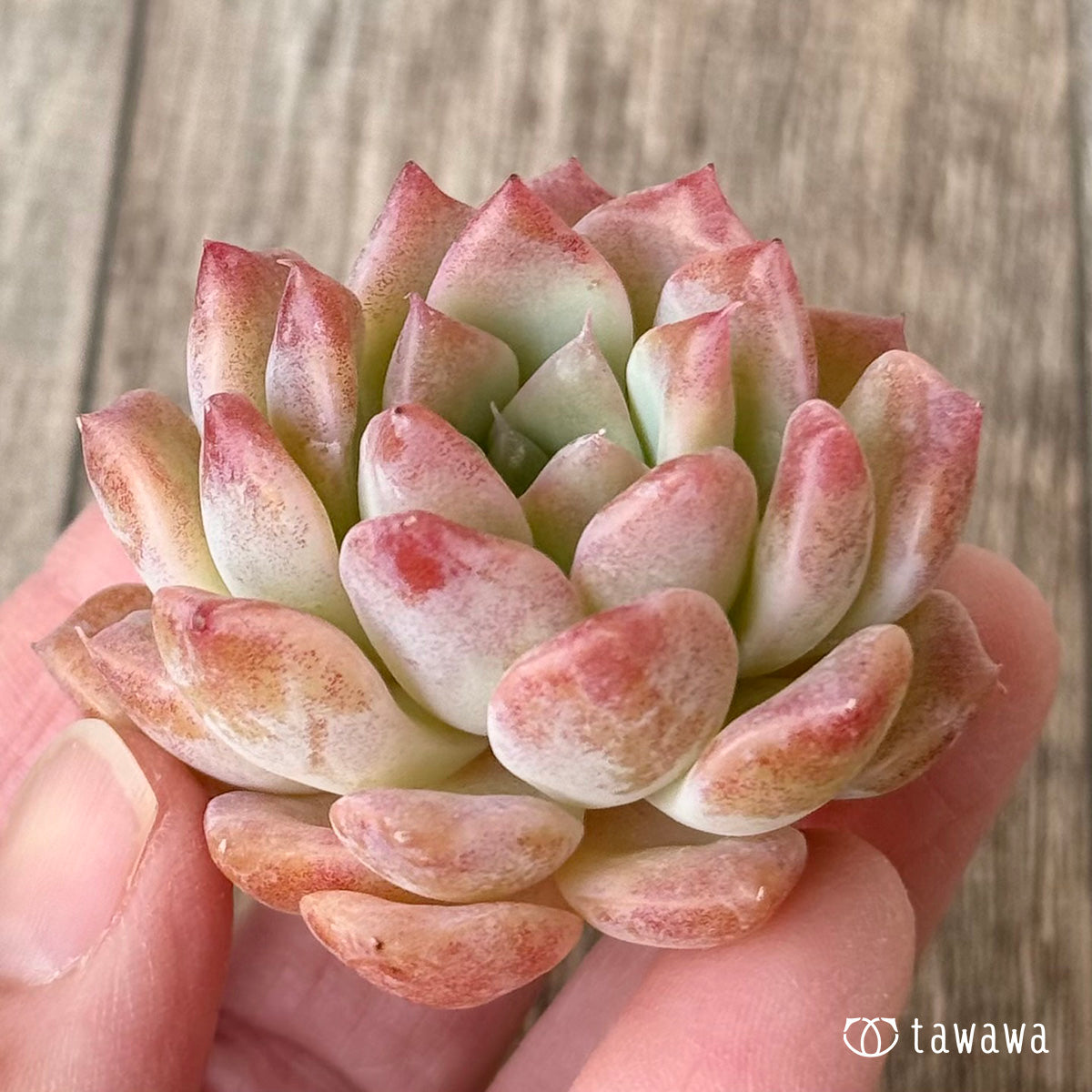 New Arrivals: Ice Green