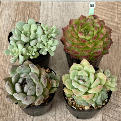 6-seedling set (Chanhee Farm) [Tawawa House seedlings]