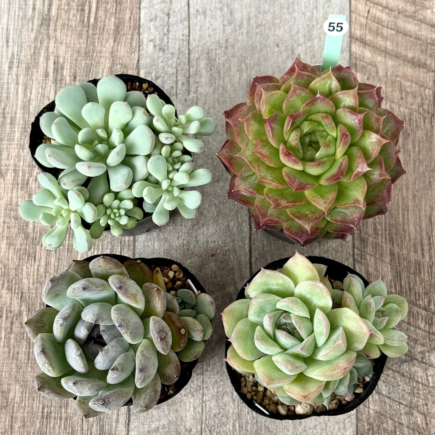 6-seedling set (Chanhee Farm) [Tawawa House seedlings]