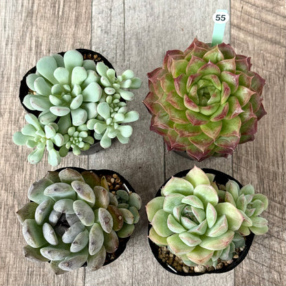 6-seedling set (Chanhee Farm) [Tawawa House seedlings]