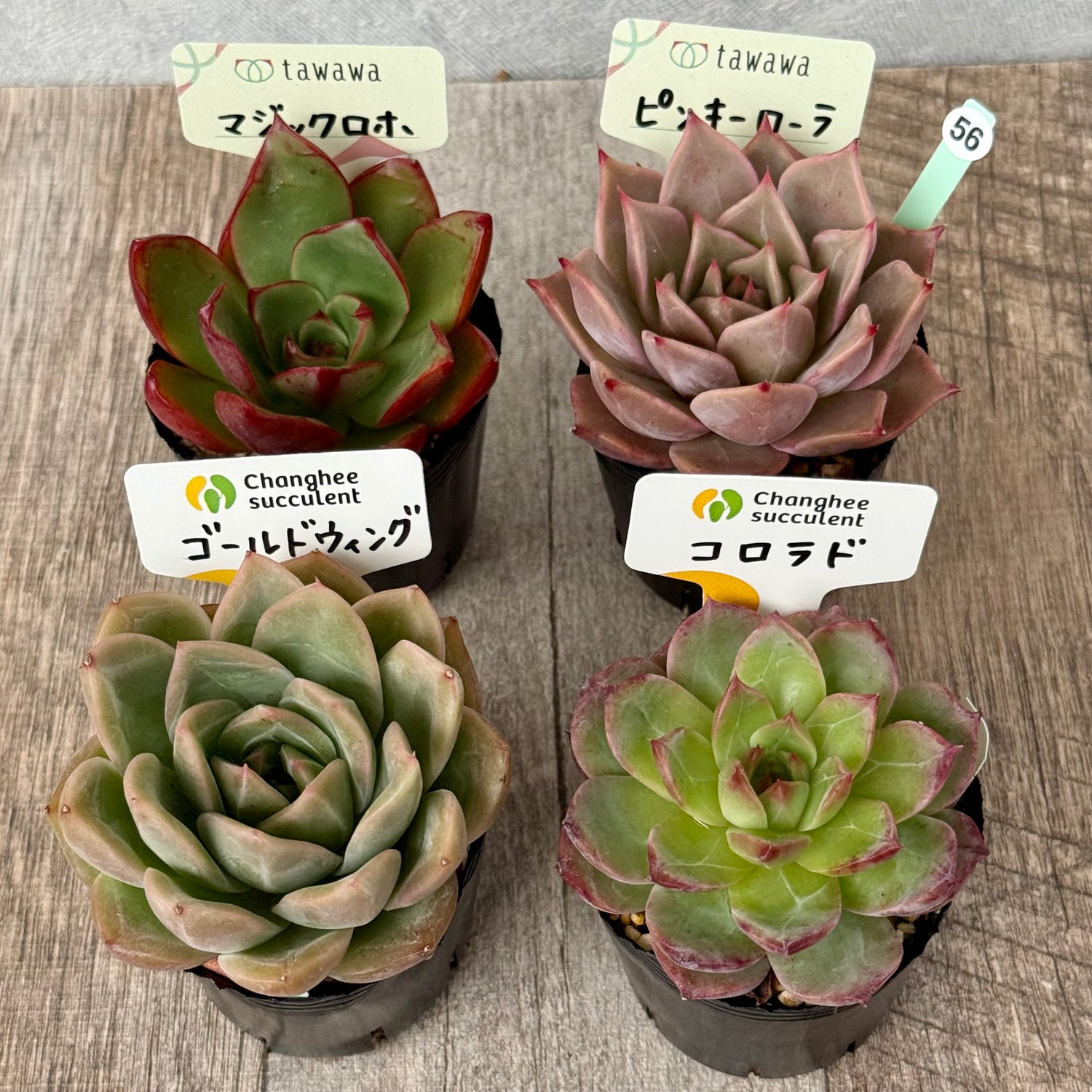 6-seedling set (Chanhee Farm) [Tawawa House seedlings]