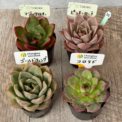 6-seedling set (Chanhee Farm) [Tawawa House seedlings]
