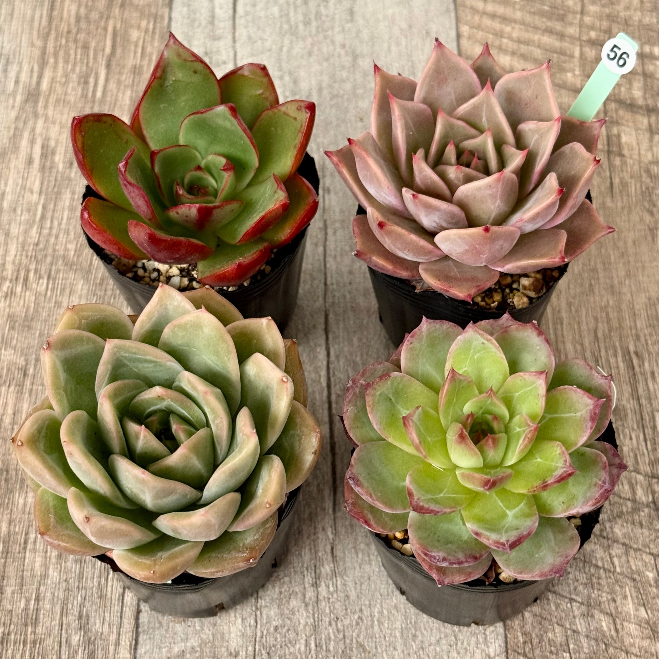 6-seedling set (Chanhee Farm) [Tawawa House seedlings]