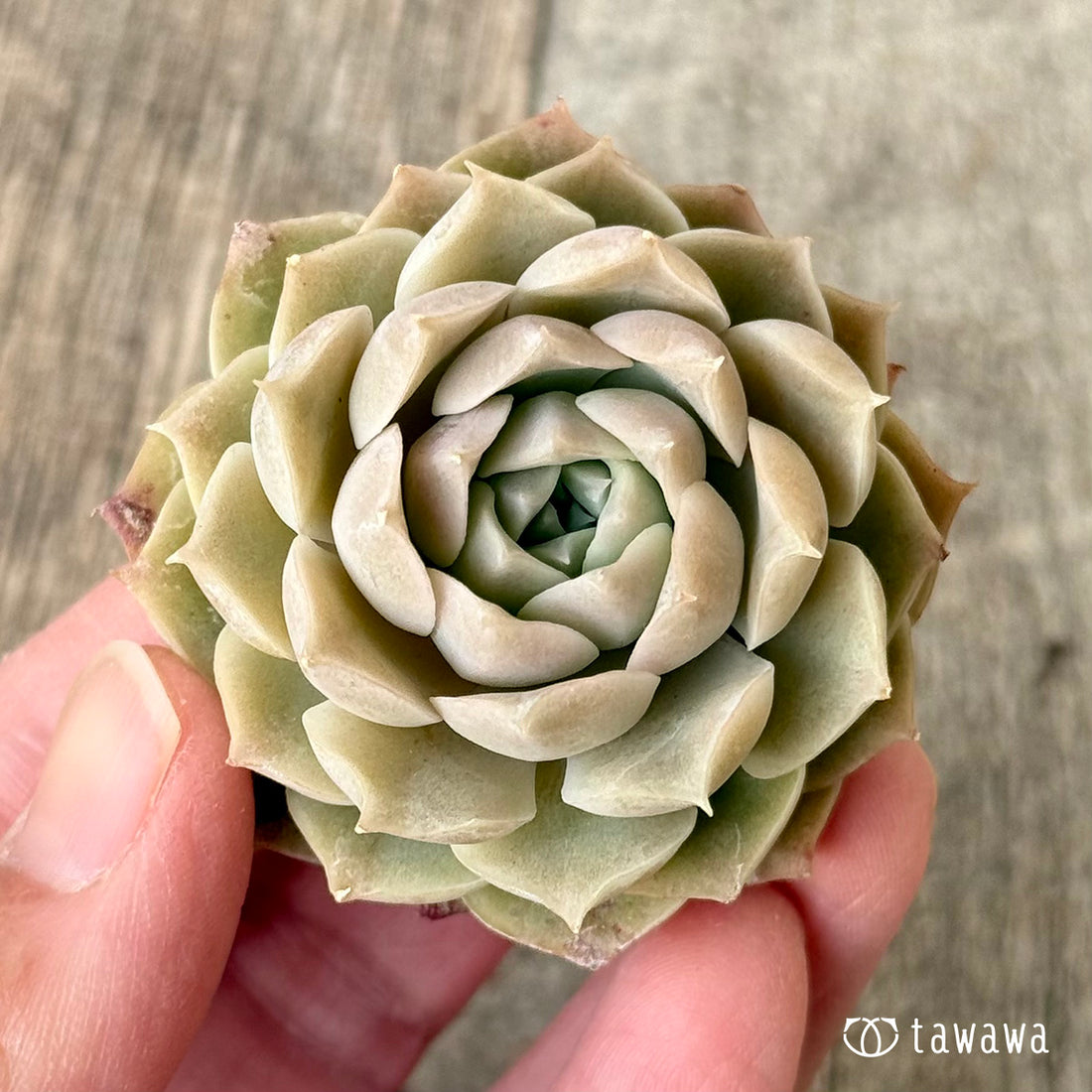 New Arrivals: Ice Green