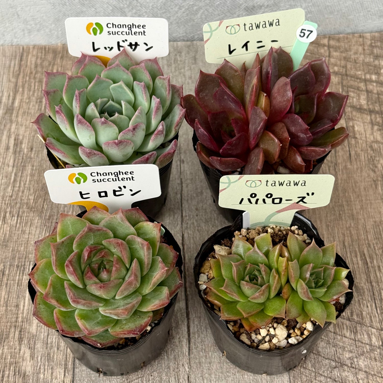 6-seedling set (Chanhee Farm) [Tawawa House seedlings]