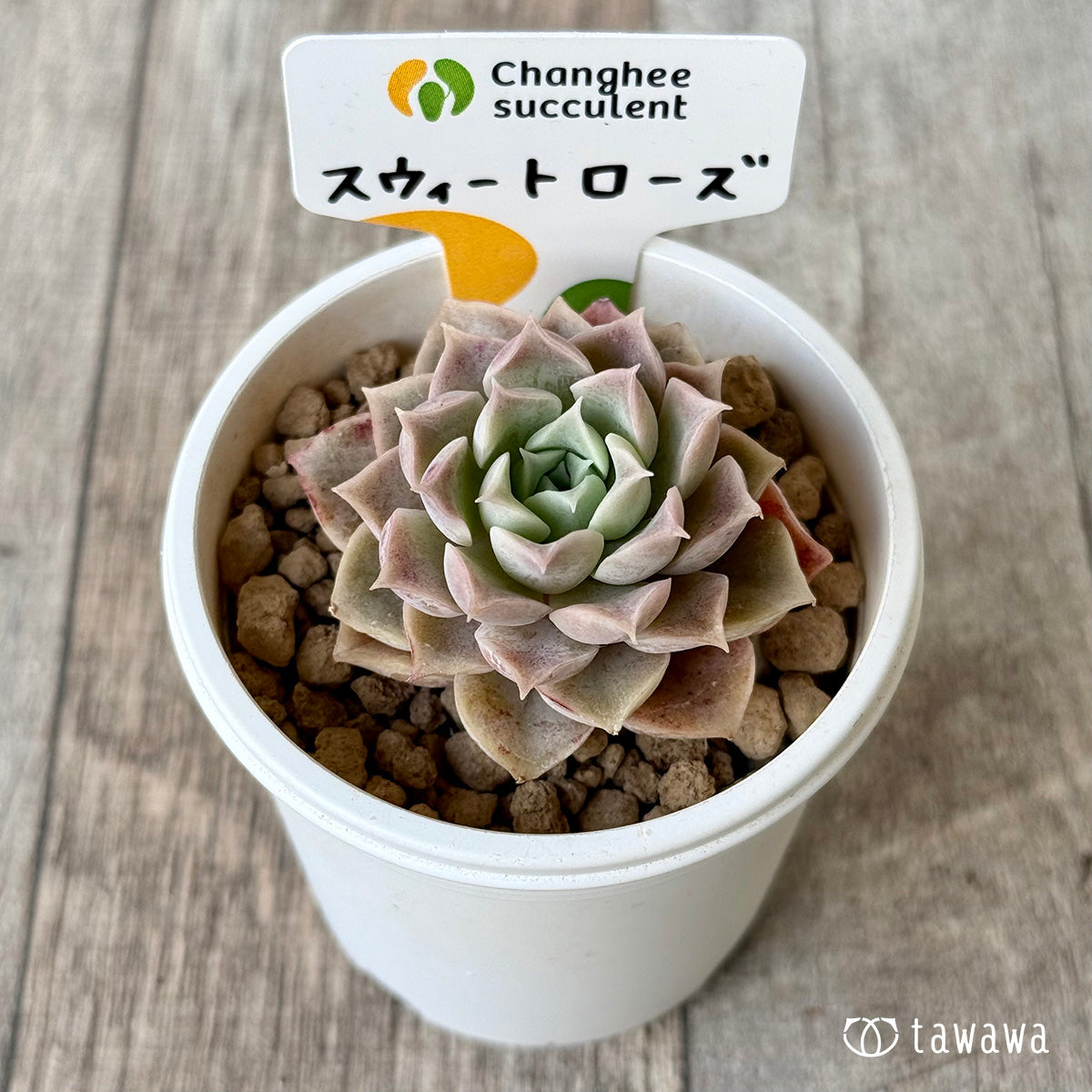 スウィートローズ （チャンヒー農園苗）
