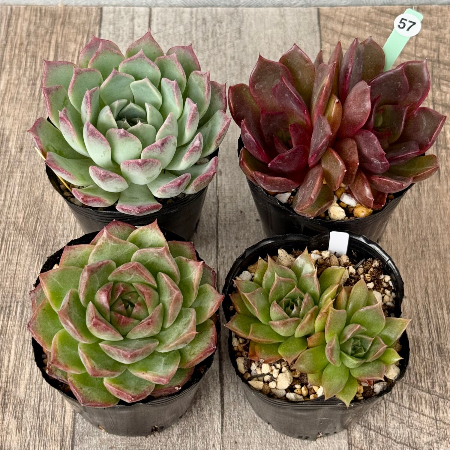 6-seedling set (Chanhee Farm) [Tawawa House seedlings]