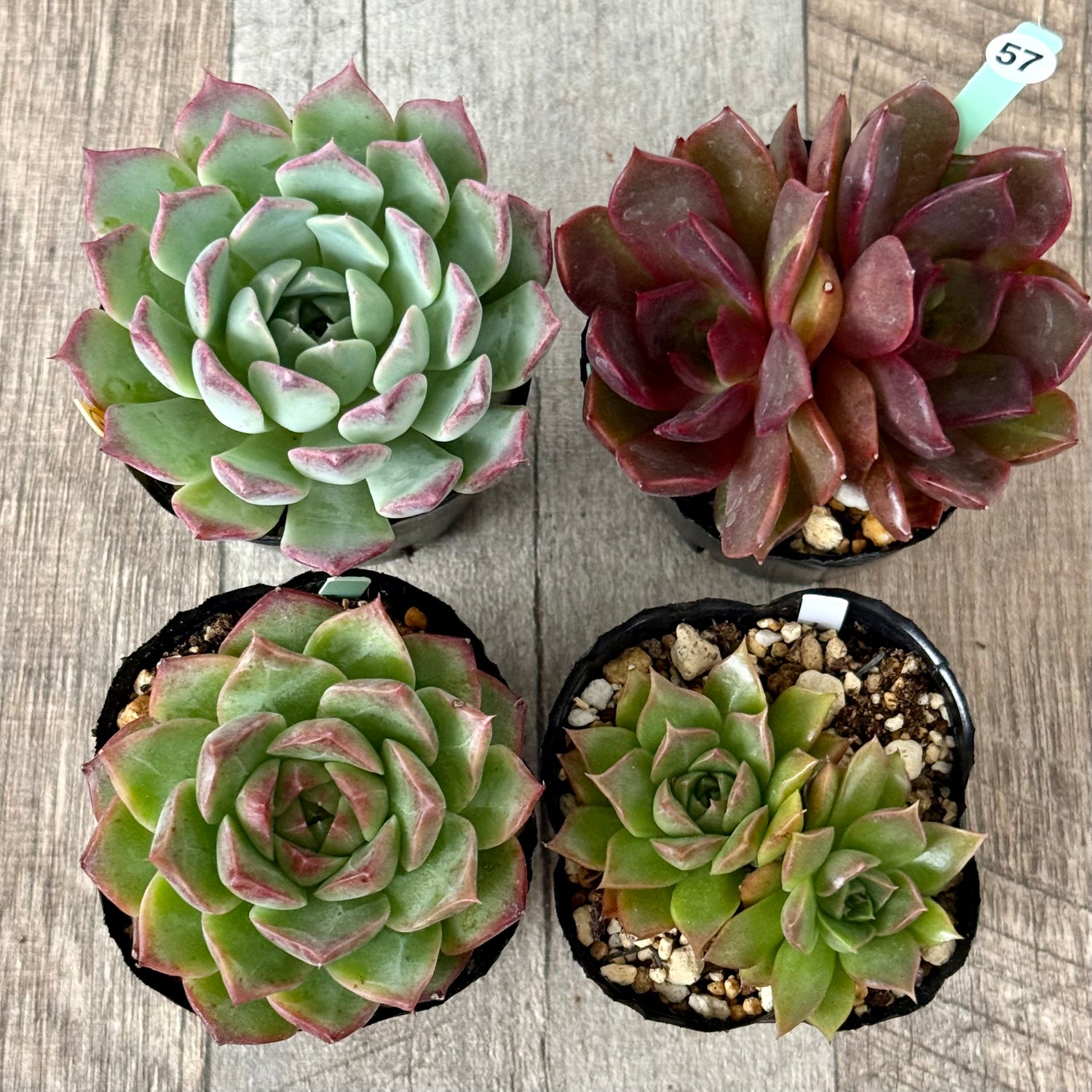 6-seedling set (Chanhee Farm) [Tawawa House seedlings]