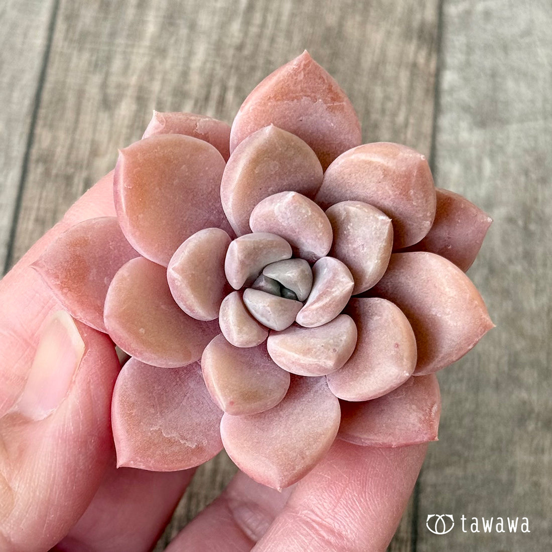 New Arrivals: Ice Green