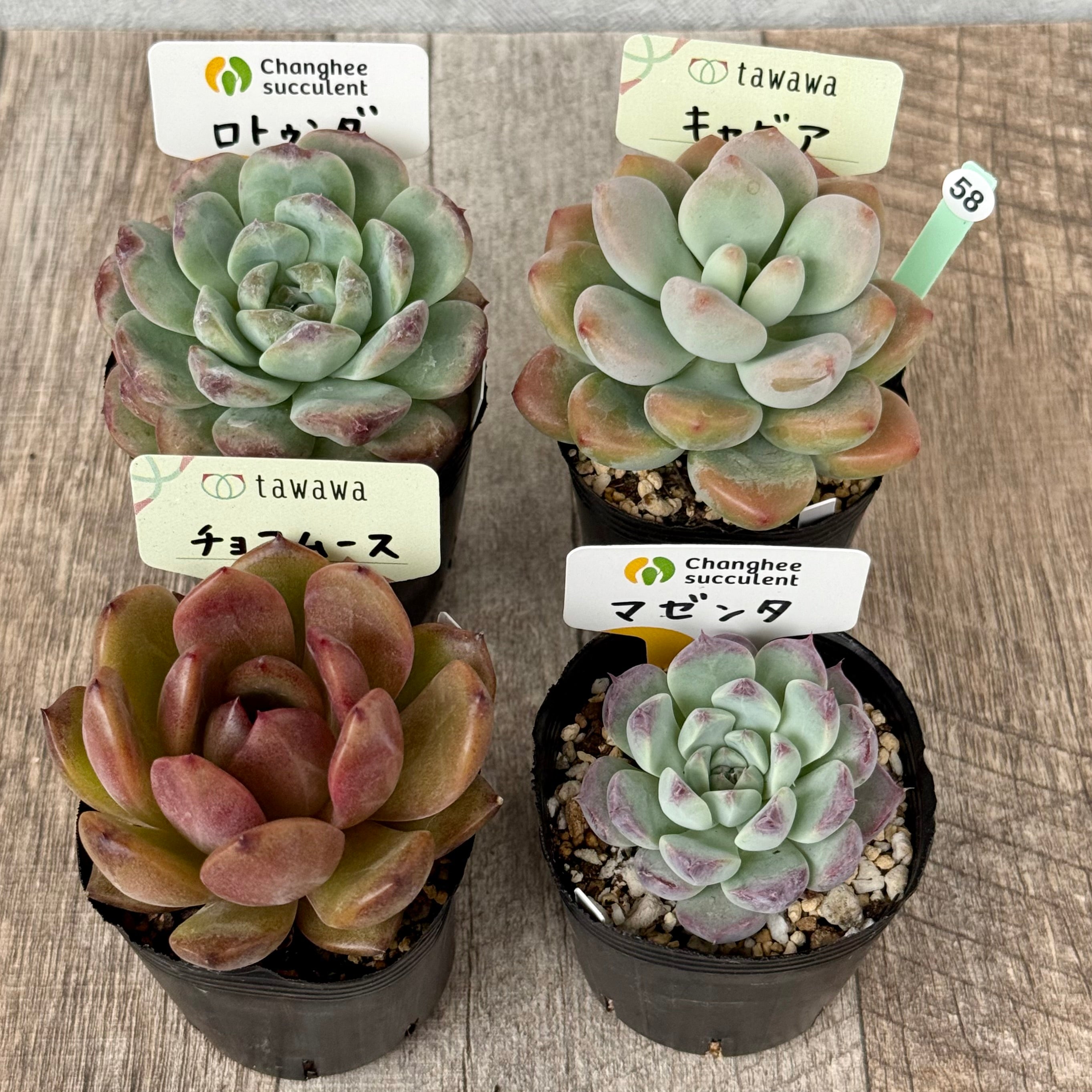 6-seedling set (Chanhee Farm) [Tawawa House seedlings]