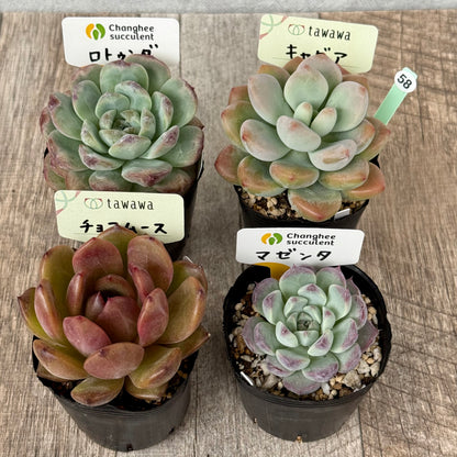 6-seedling set (Chanhee Farm) [Tawawa House seedlings]